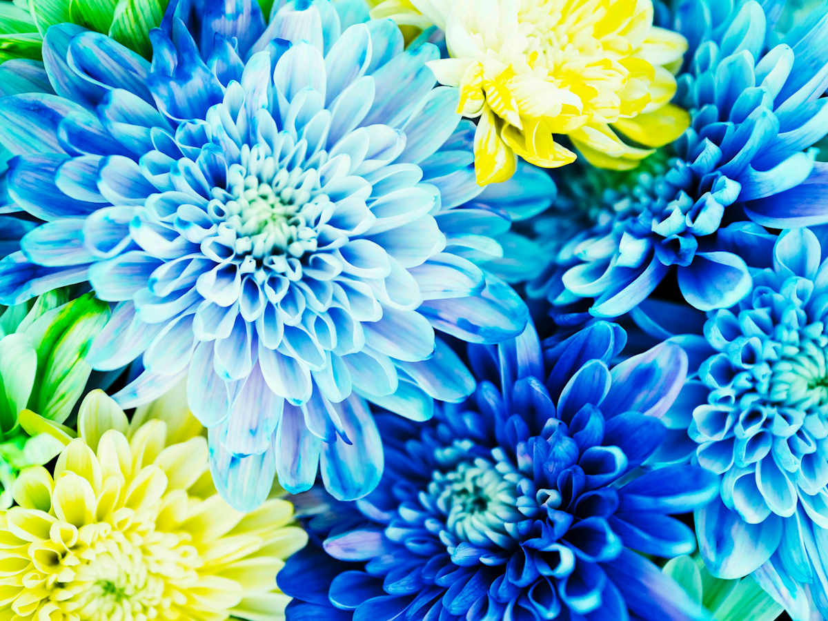 Showy Blooms by Pamela Beck 