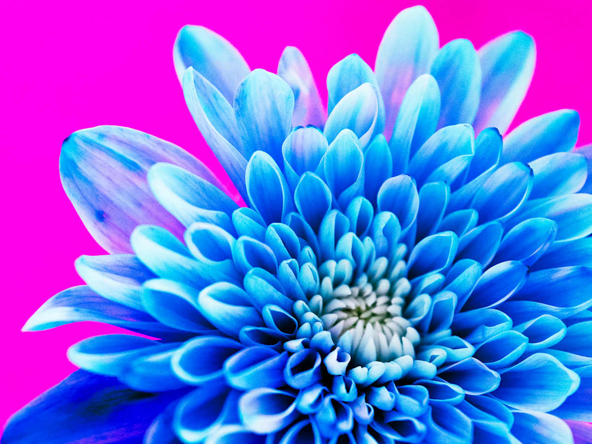 Earth Laughs In Flowers by Pamela Beck 