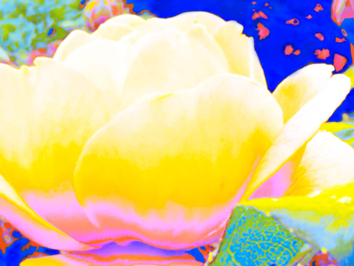 Tuscan Blooms by Pamela Beck 