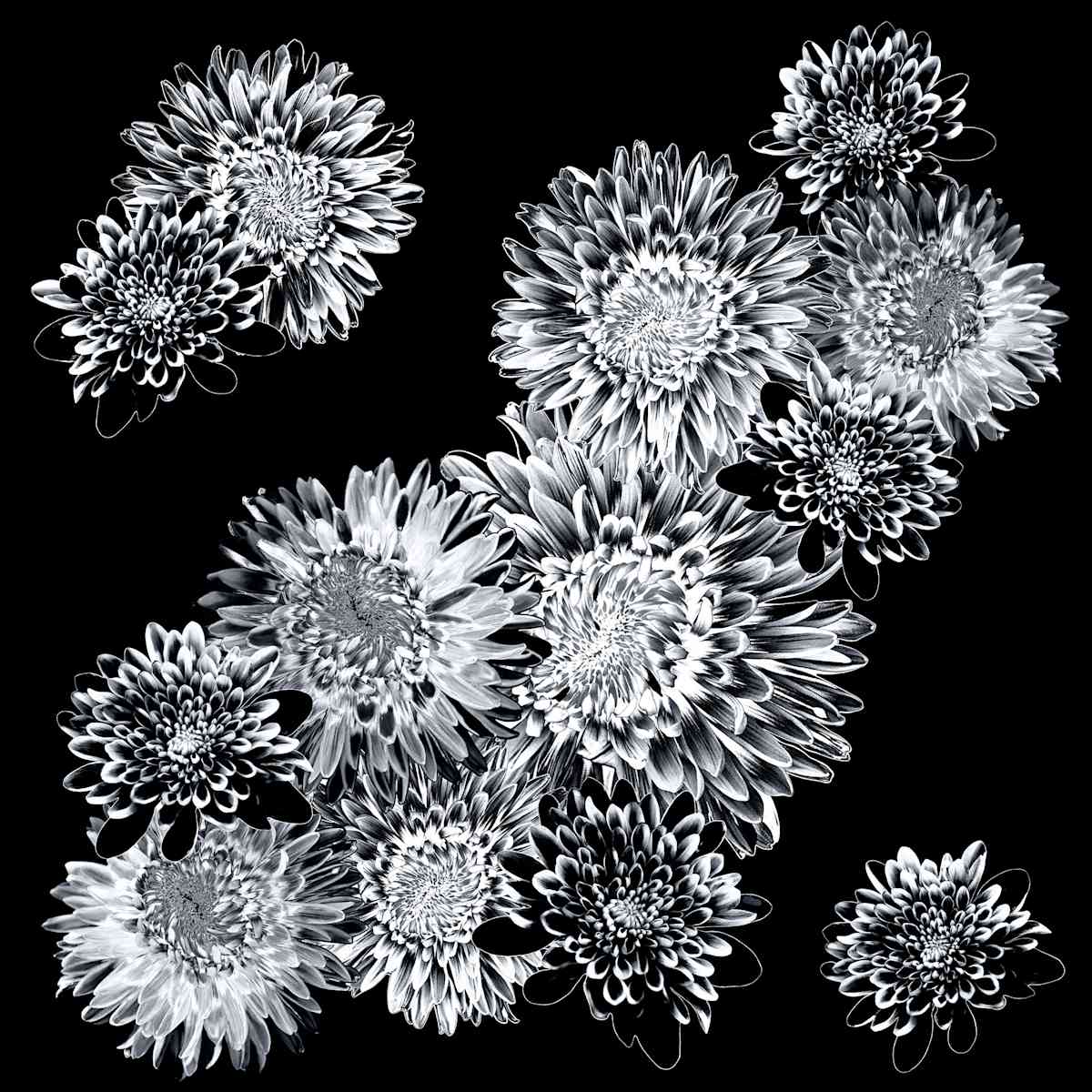 Winter Garden, Noir by Pamela Beck 