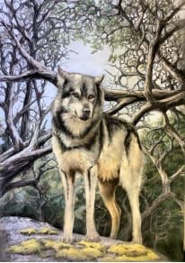 Takaya - Lone Wolf by Penny Woodworth 