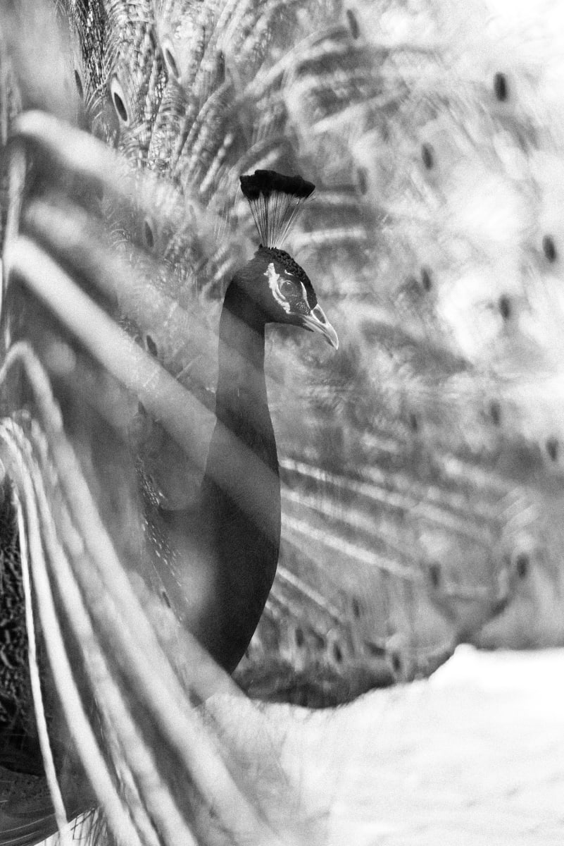 Peafowl  Image: Hahnemühle Photo Rag®