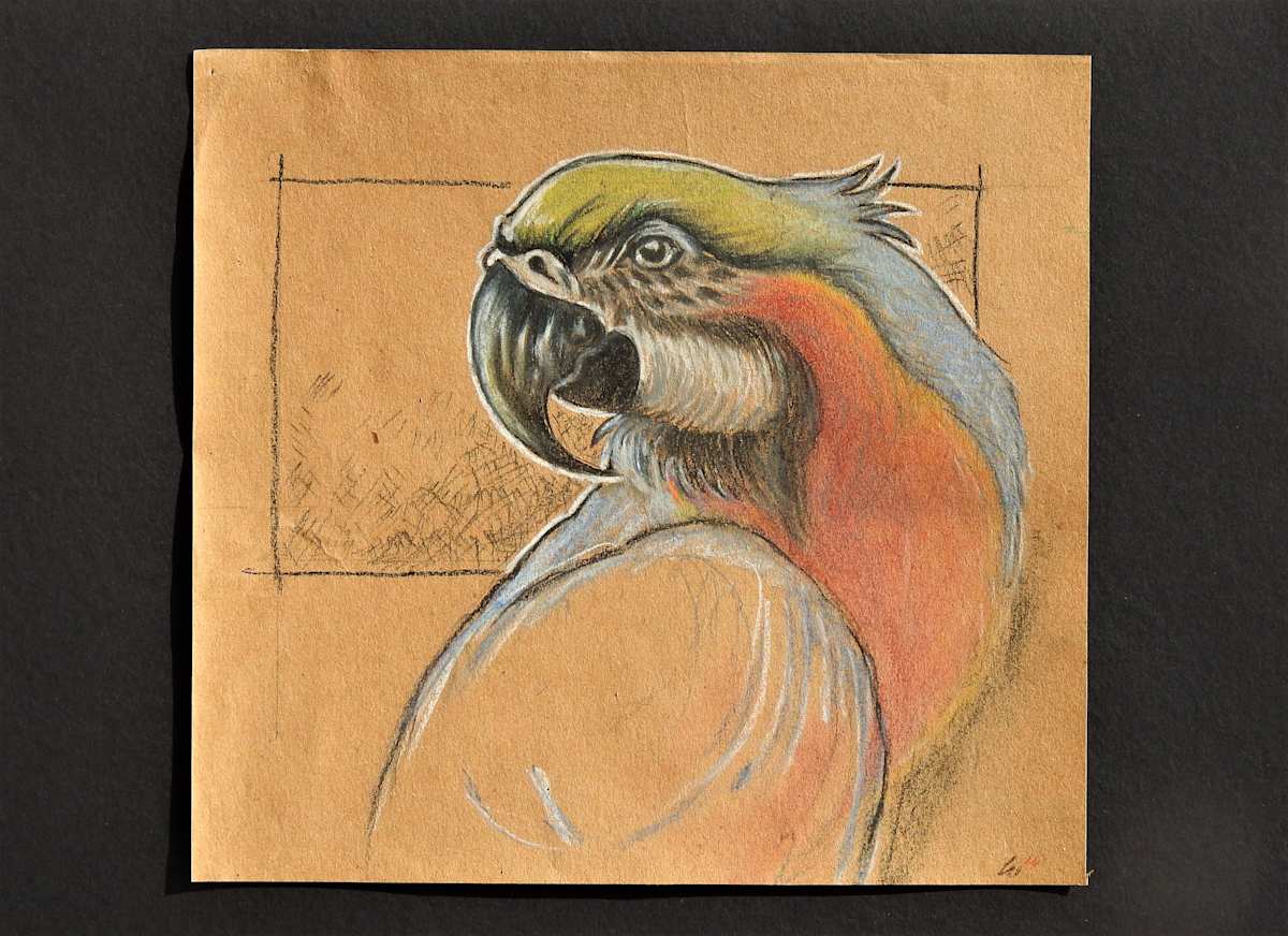 Parrot by Sabina Čanić, Image 2.