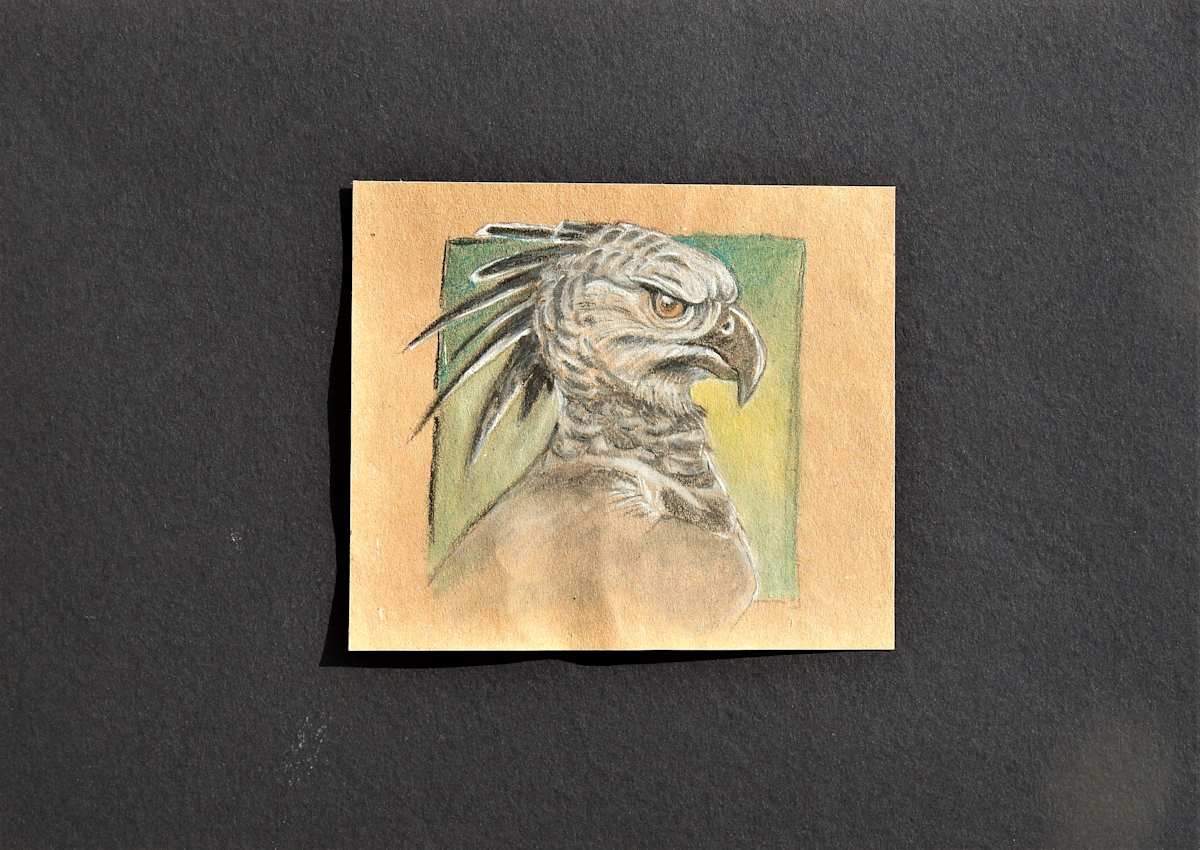Bird Study by Sabina Čanić, Image 8.