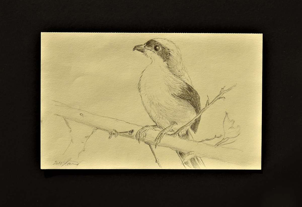 Birdie by Sabina Čanić, Image 1.