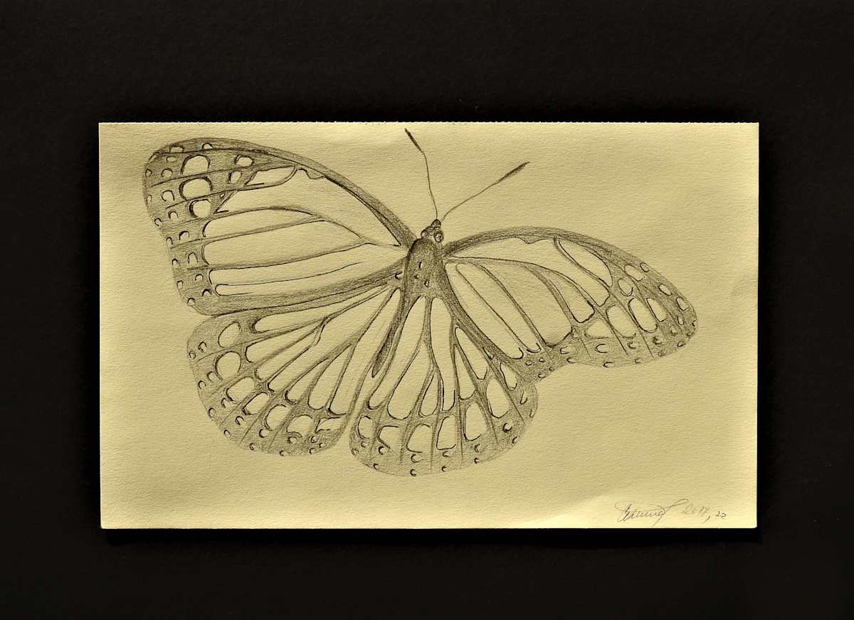 Butterfly by Sabina Čanić, Image 7.
