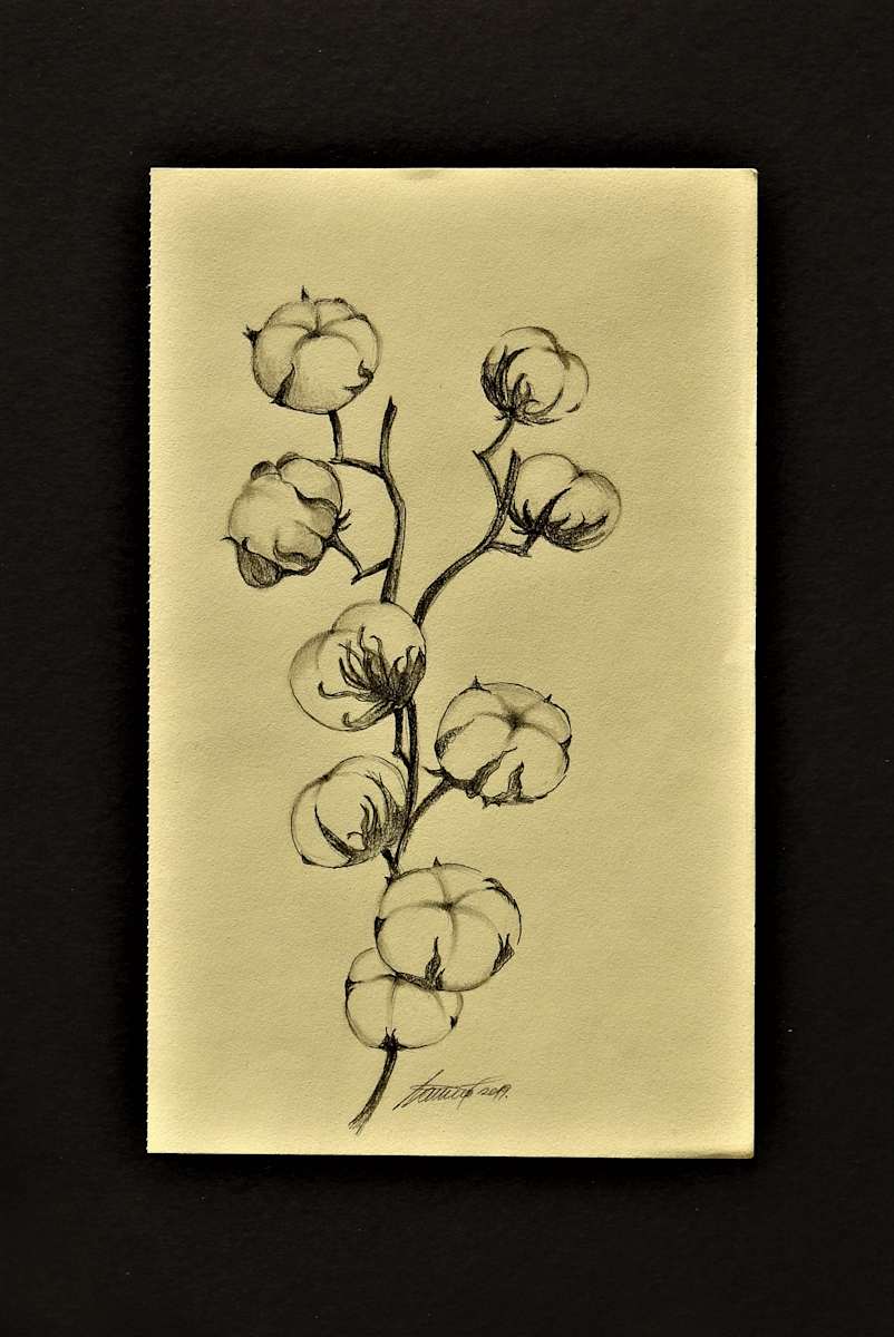 Cotton by Sabina Čanić, Image 17.