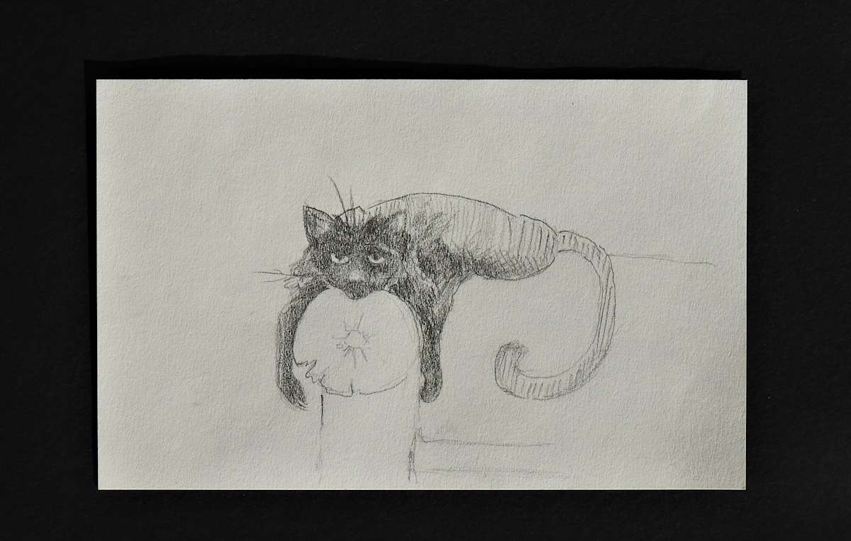 Black Cat by Sabina Čanić, Image 15.
