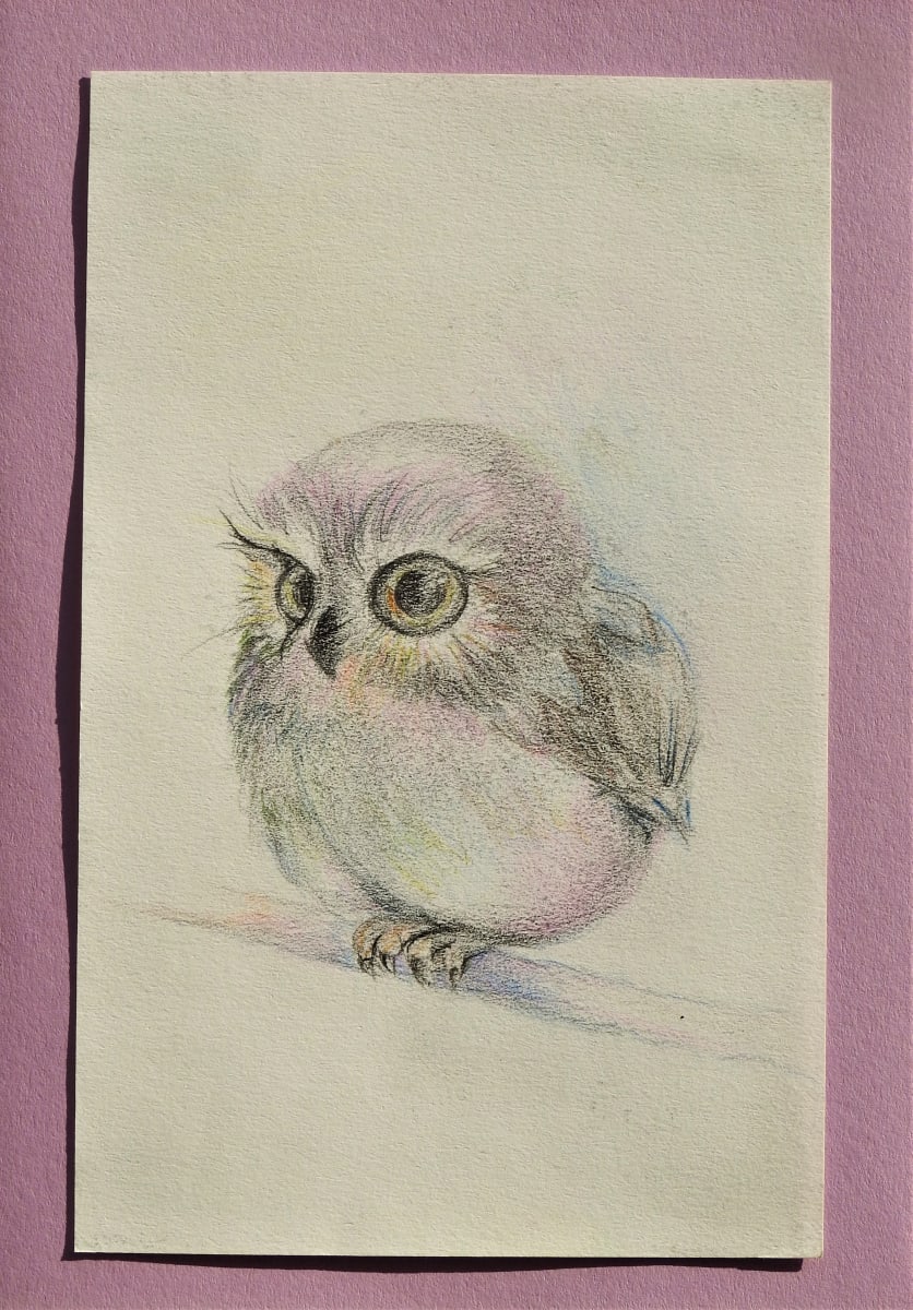 Little Owl by Sabina Čanić, Image 18.