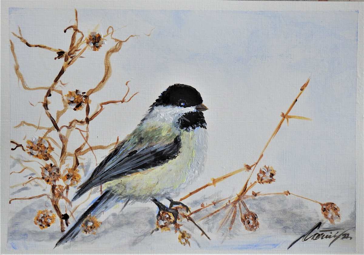 A bird in the snow by Sabina Čanić, Image 3.