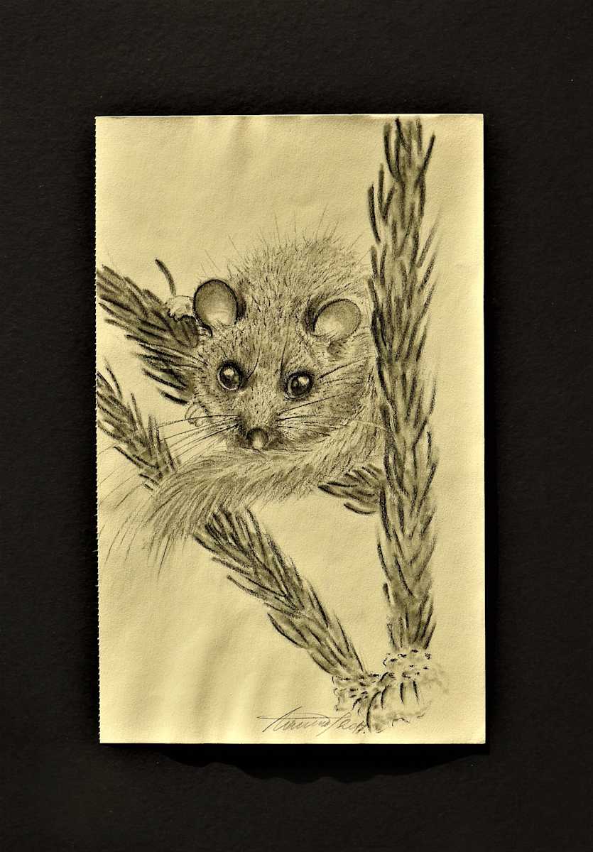 Dormouse by Sabina Čanić, Image 14.