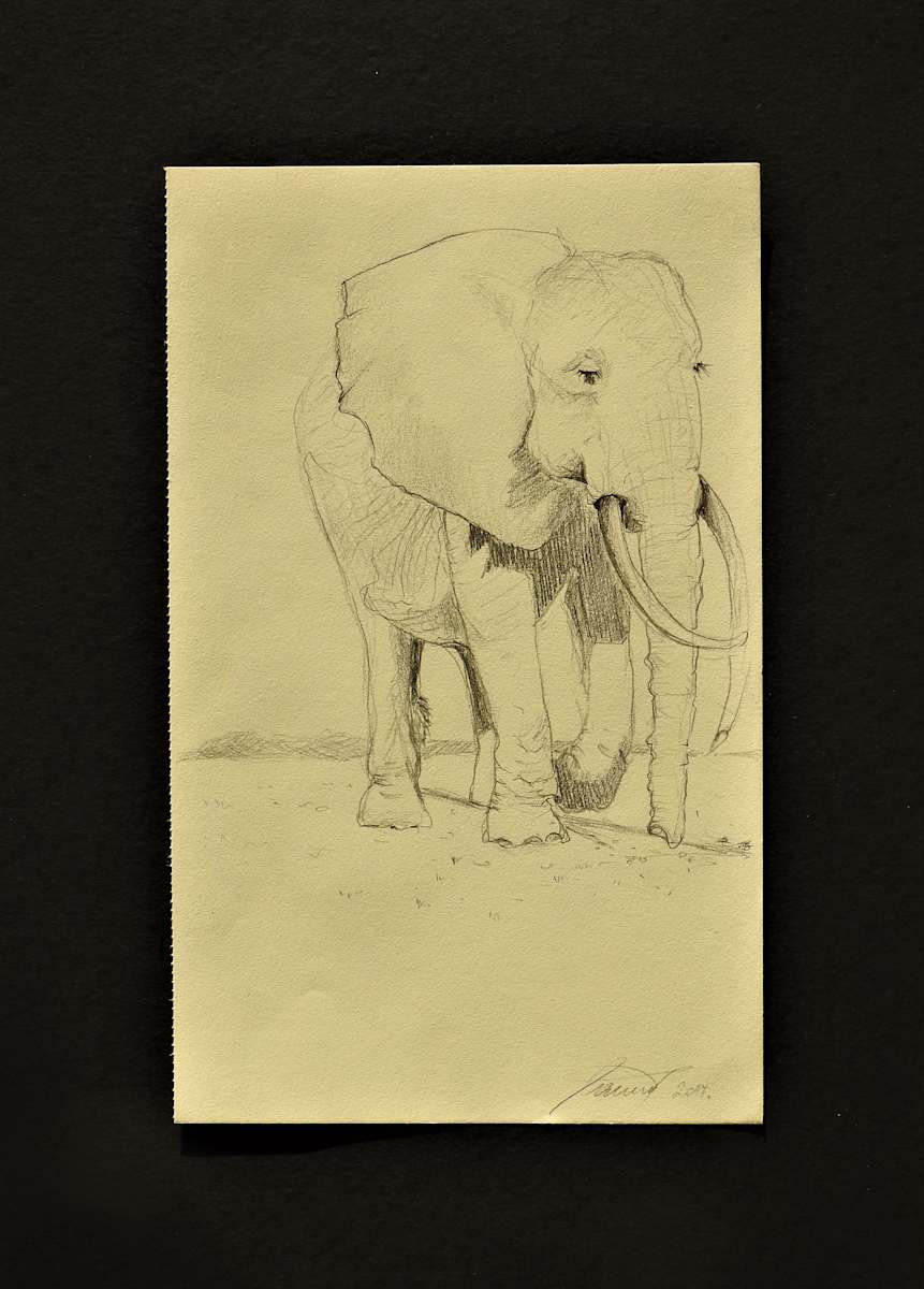 Elephant by Sabina Čanić, Image 19.