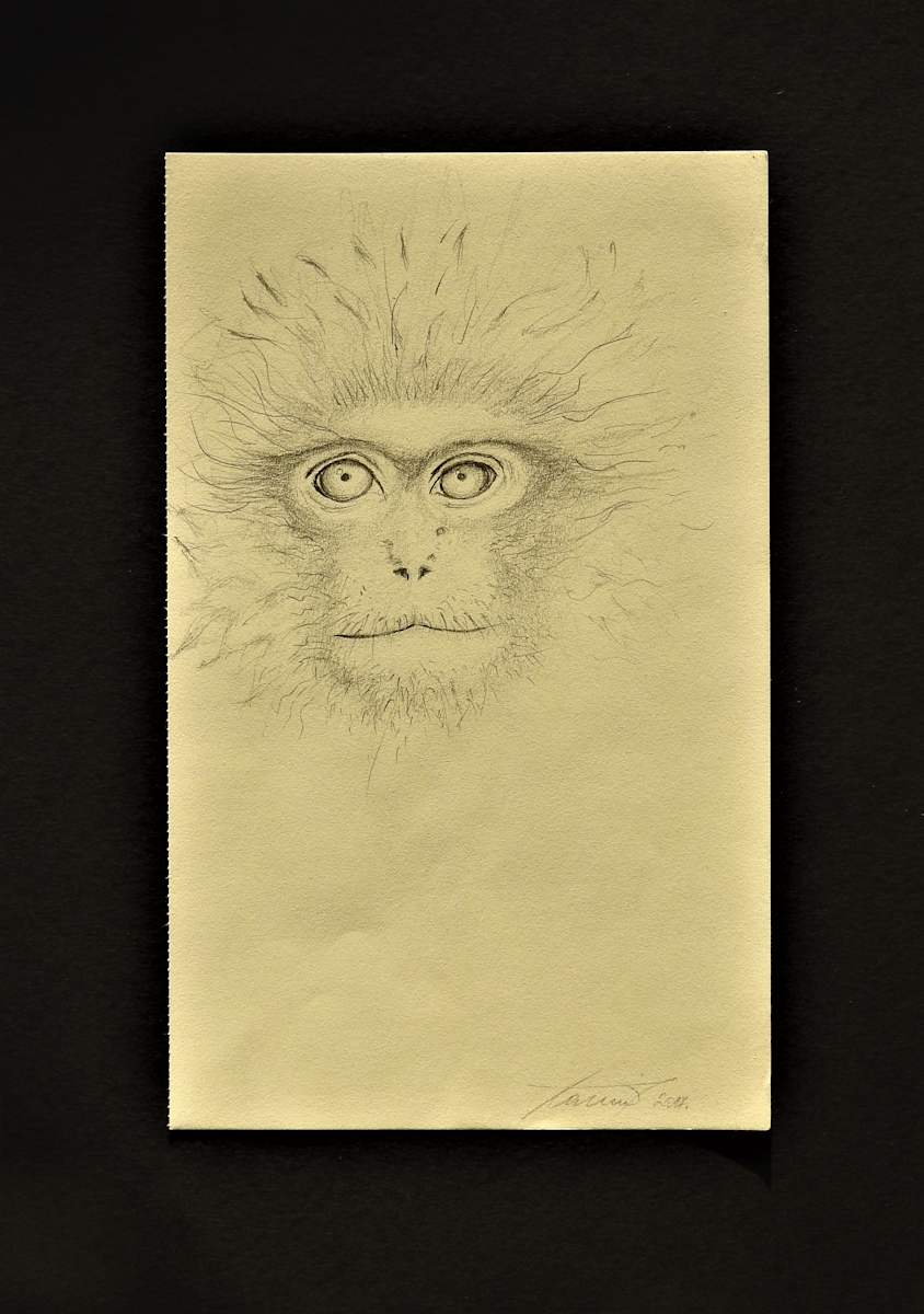 Monkey by Sabina Čanić, Image 30.