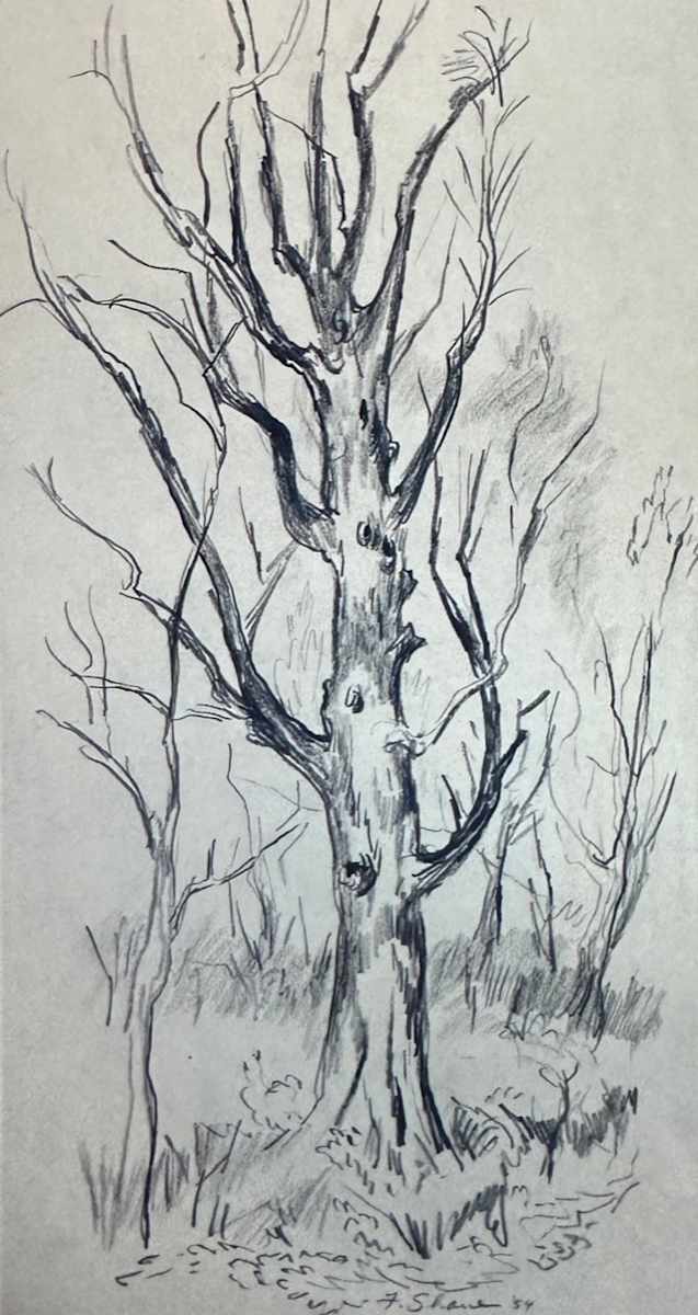 "Old Tree" named by CLL by Fred Shane, Image 1.