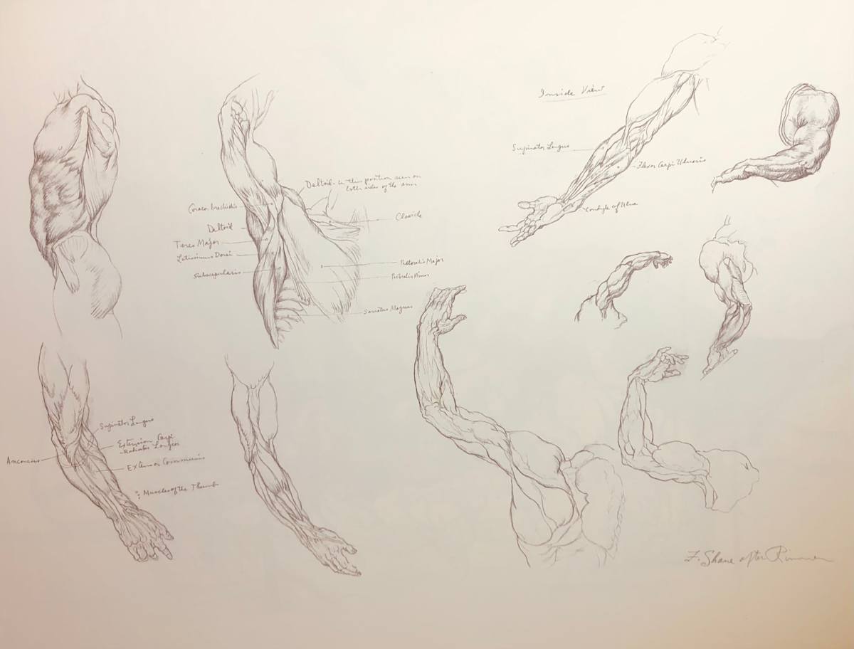 "Anatomical Studies after William Rimmer" by Fred Shane, Image 1.