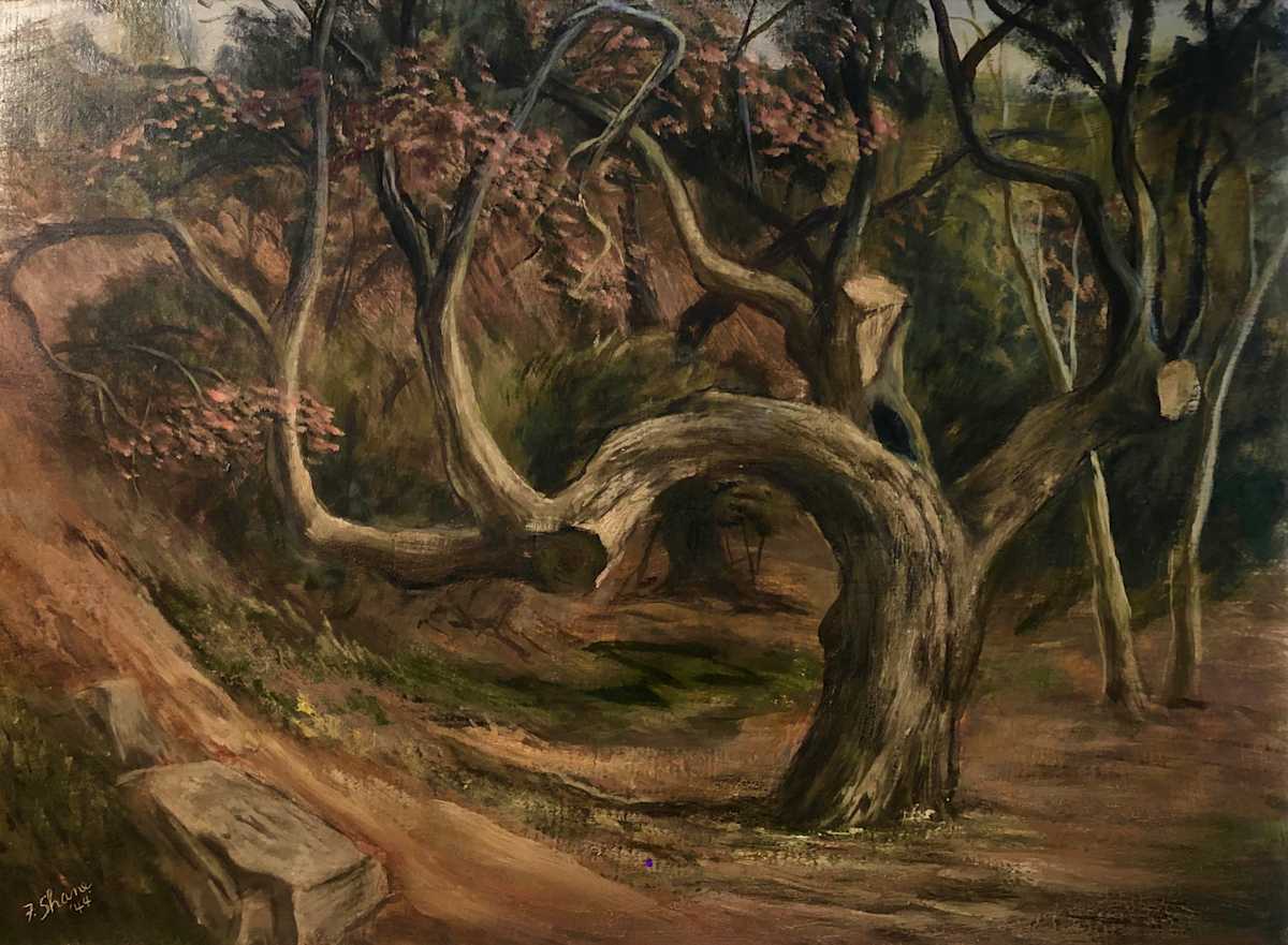 "Old Cut Tree" named by CLL by Fred Shane, Image 1.