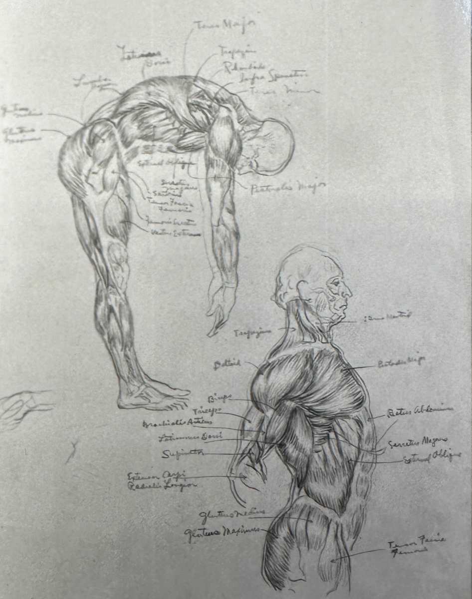 "Anatomical Study: Arched Back - Forward and Backward" named by CLL by Fred Shane, Image 1.