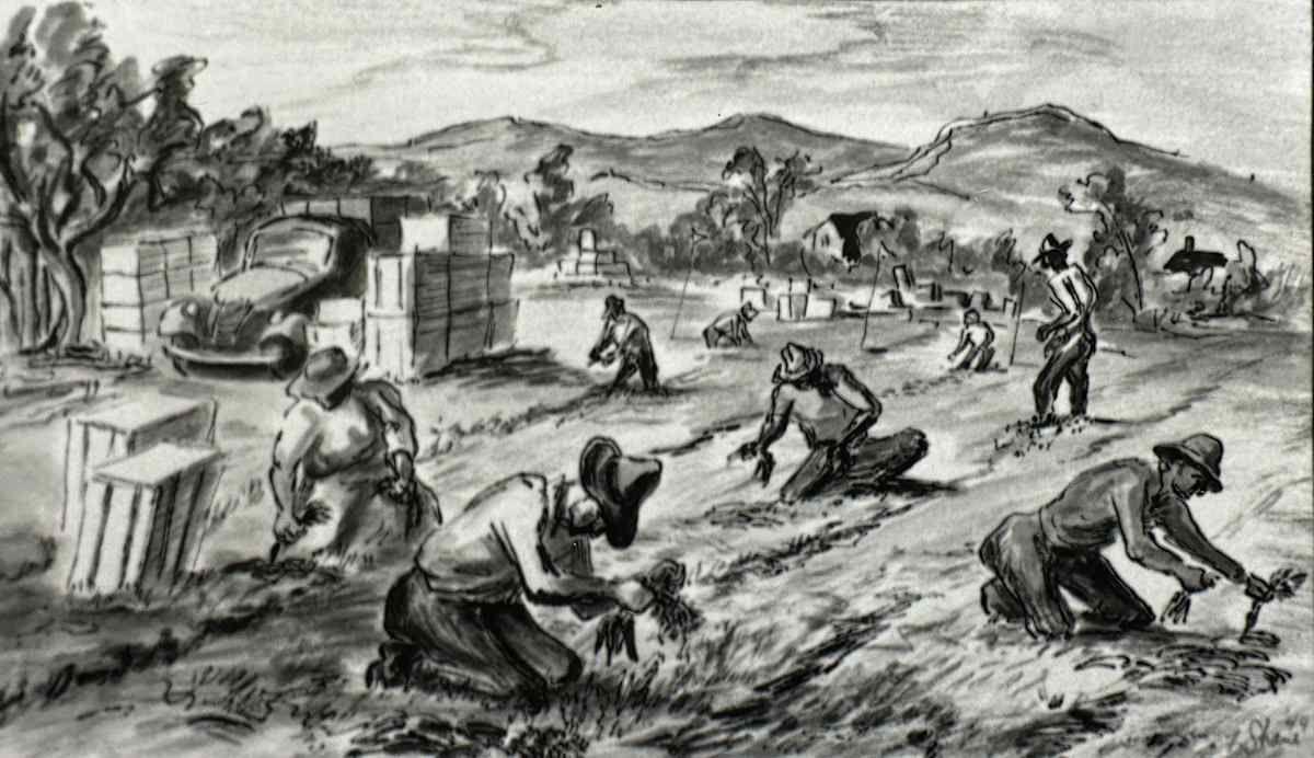 "Carrot Pickers" by Fred Shane, Image 3.