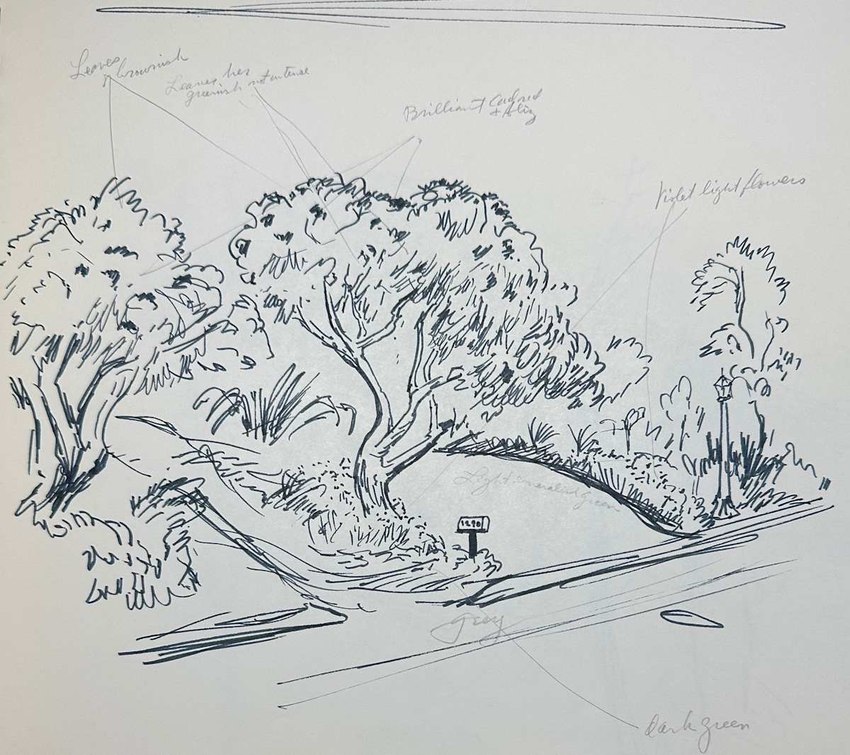 "Trees at a Driveway" named by CLL by Fred Shane, Image 1.