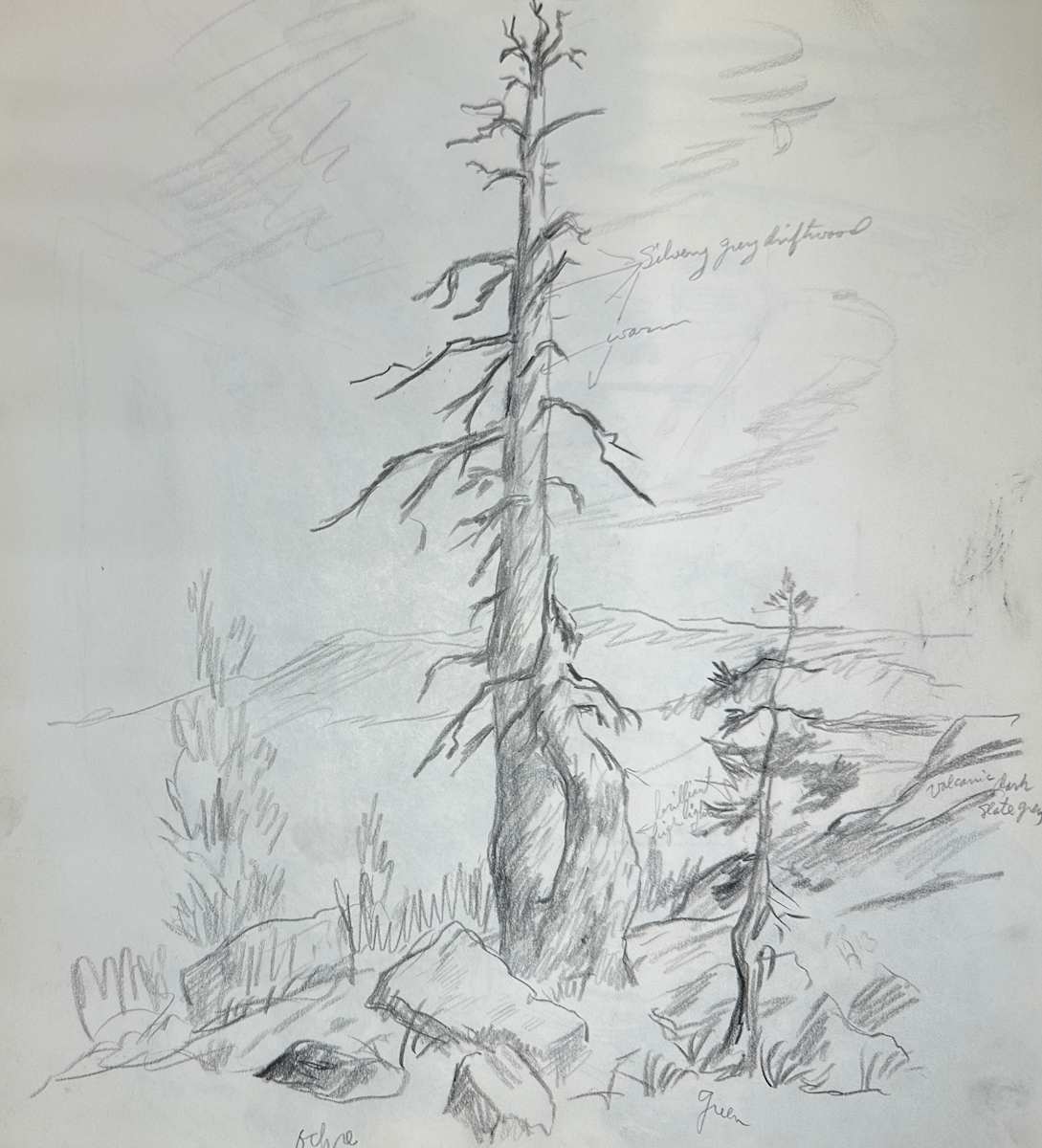 "Old Dead Tree in Bear Valley" named by CLL by Fred Shane, Image 1.