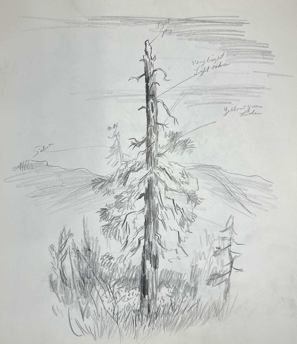 "Old Pine" named by CLL by Fred Shane, Image 1.