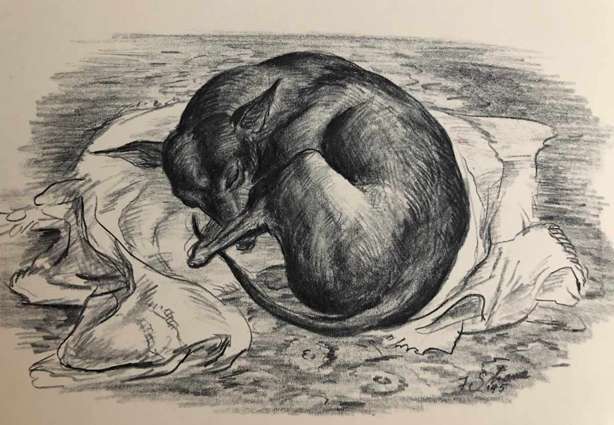 "Fitzi the First" named by CLL by Claudia Lohnes, Image 1.