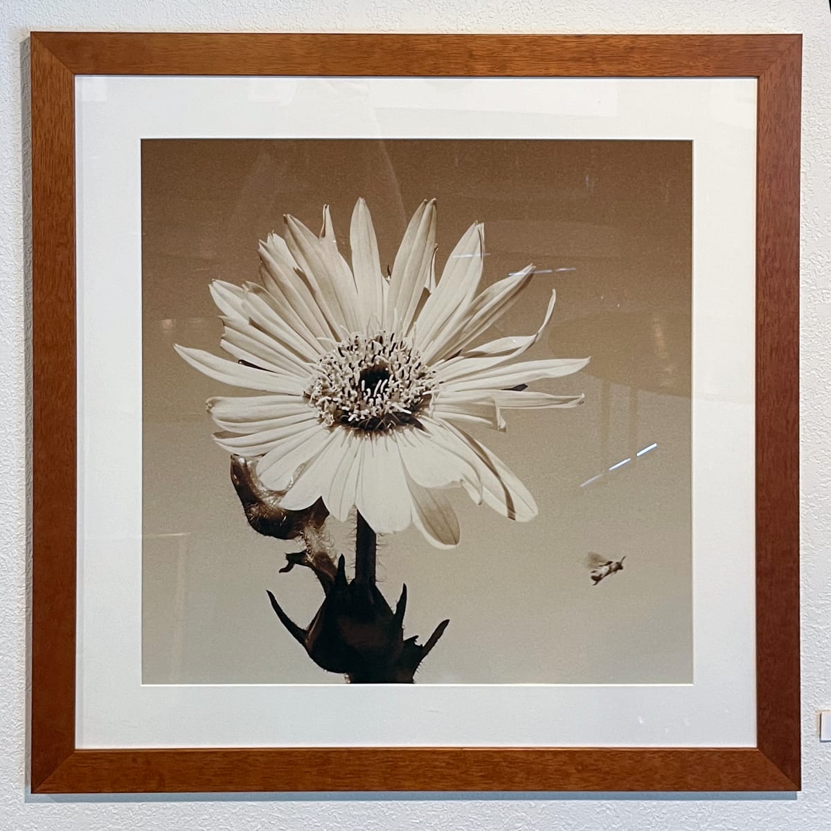 Compass Flower (Silphium Laciniatum) by George "Skip" Wittler 