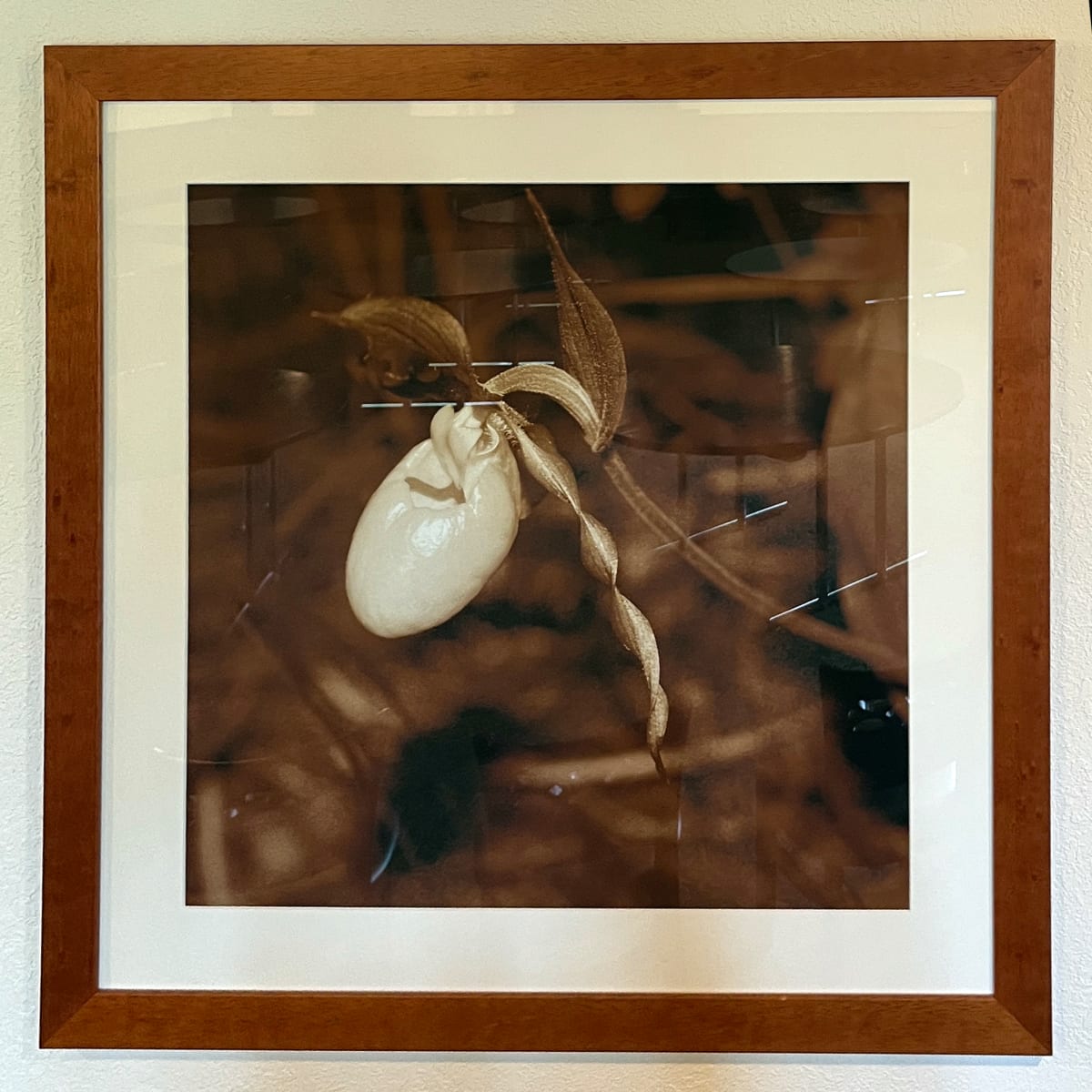 Lady Slipper (Cypripedium pubescens) by George "Skip" Wittler 