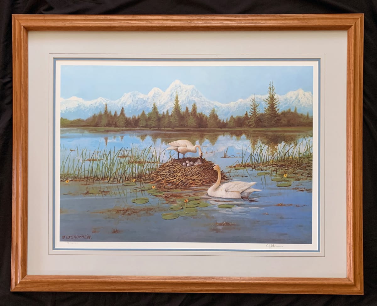 Trumpeter Swans - A New Beginning by Owen J. Gromme 