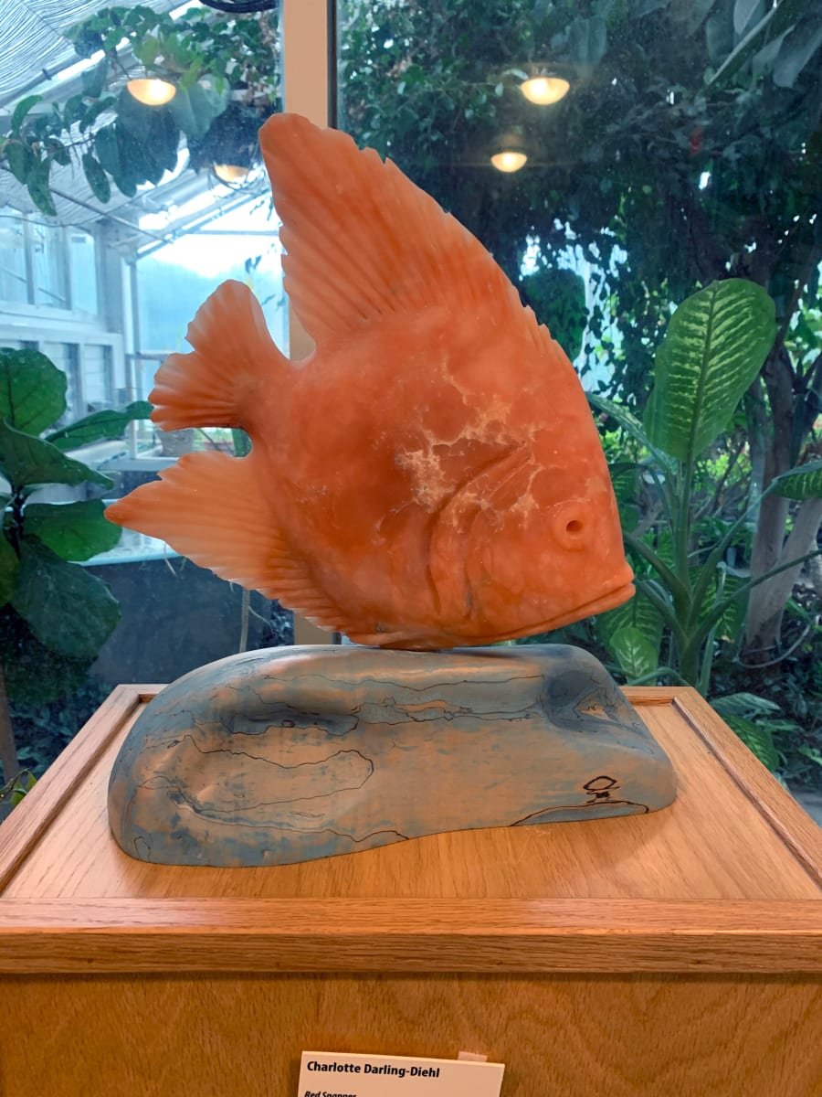 Red Snapper by Charlotte Darling-Diehl 