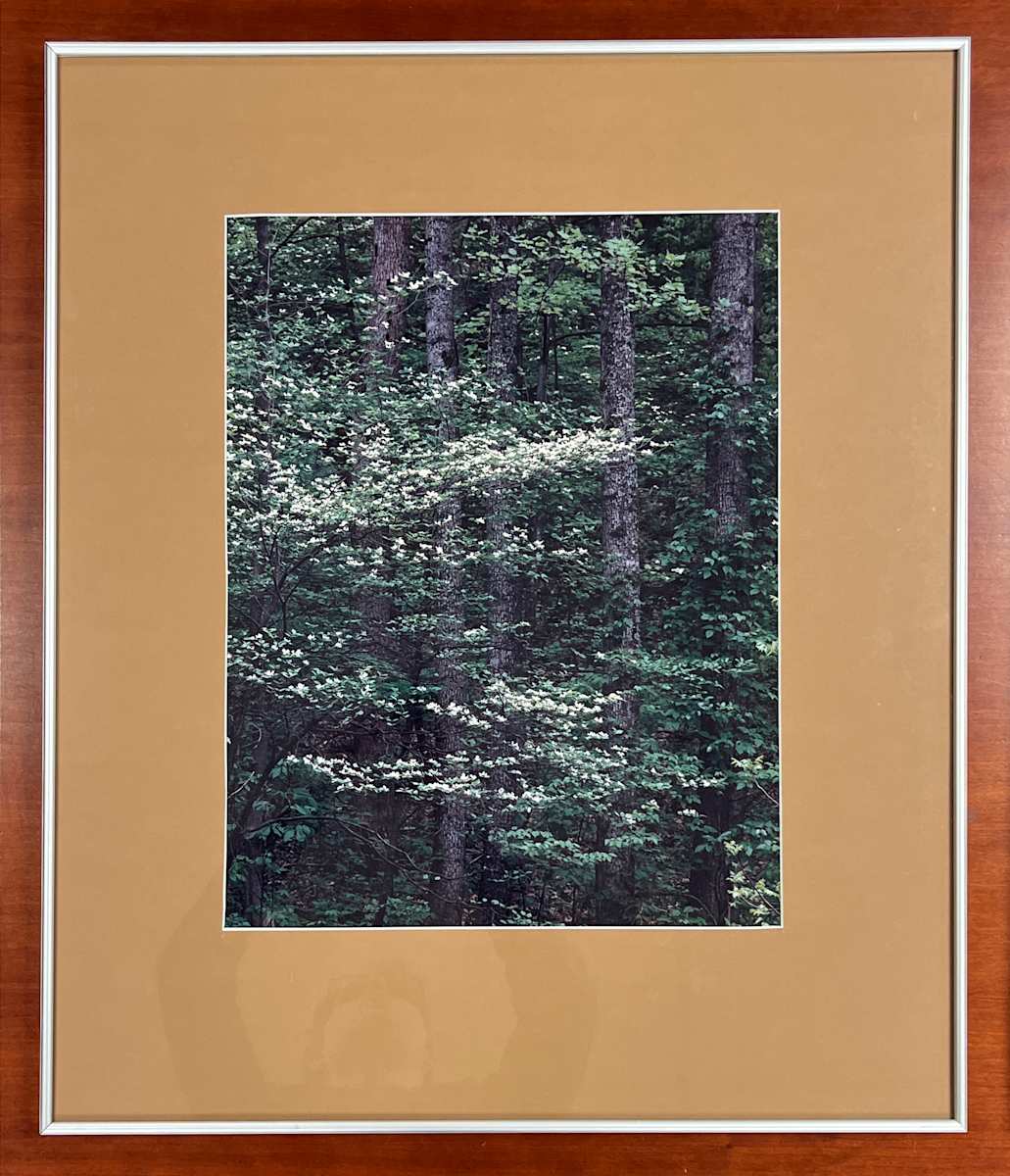 Blooming Dogwood by Robert L. Clemens 