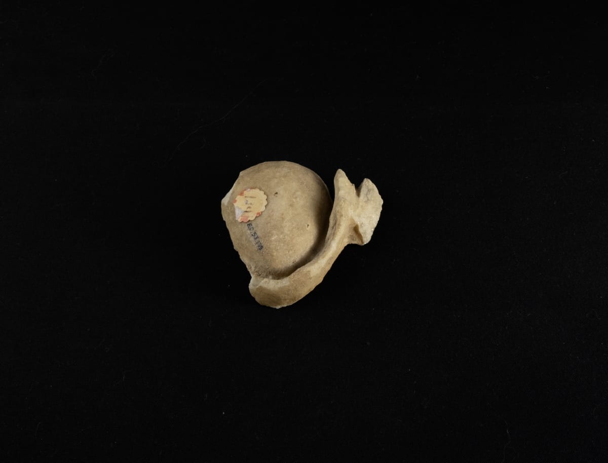 Egg and dart fragment 