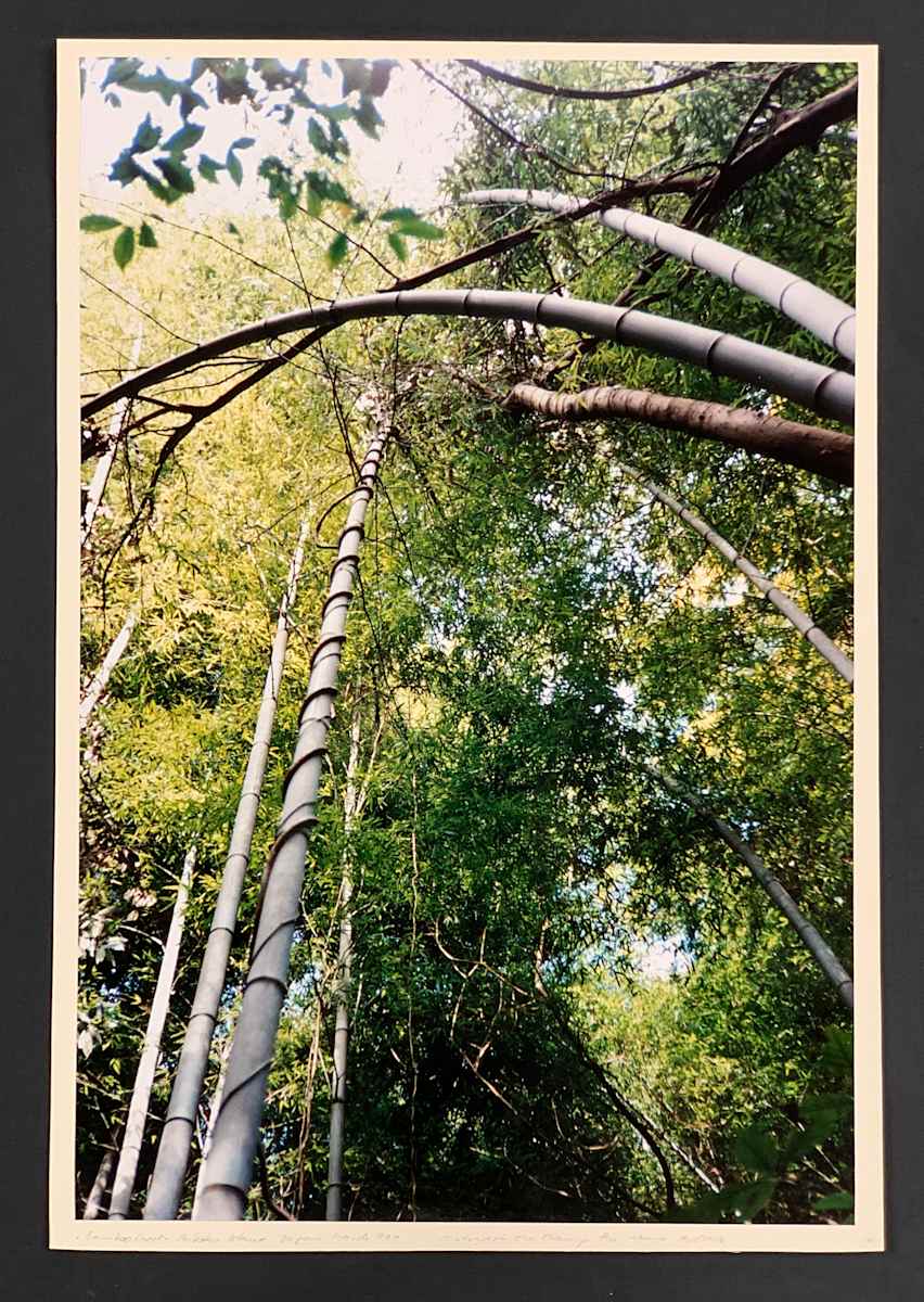 Bamboo Forest by Eva Choung-Fux, Image 1.