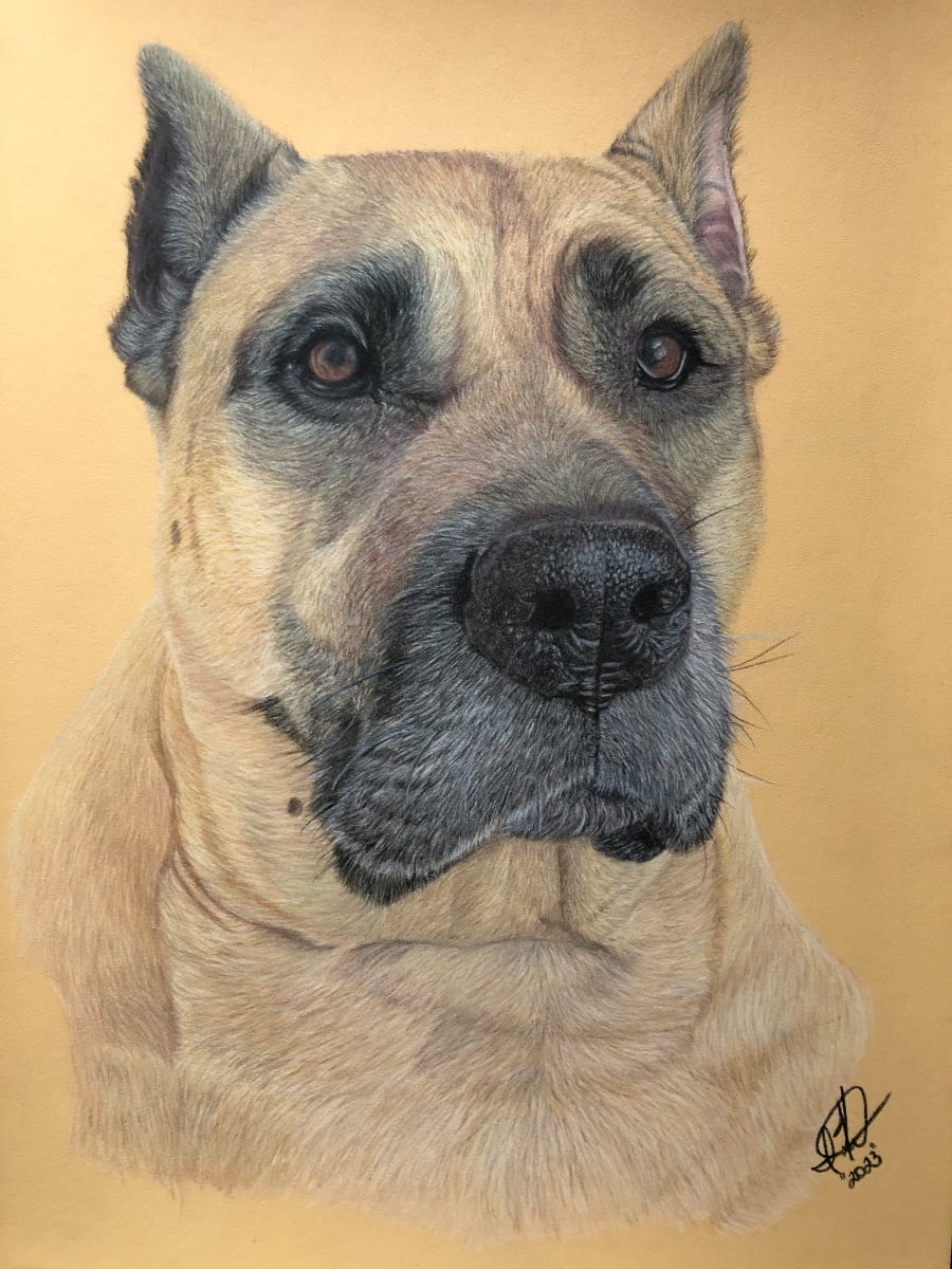 Capone by Irena Kelso  Image: Capone