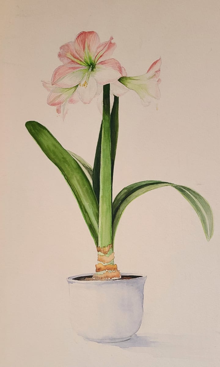 Pink Lily by Elizabeth Stathis  Image: Pink Amaryllis Lily rendered in watercolor on Illustration board