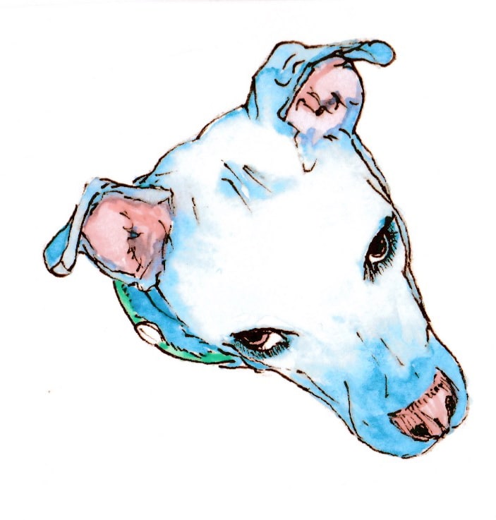 "Charlie" by Elizabeth Stathis   Image: Charlie the white Pittie. A wonderful goof ball of a dog that died way too young due to genetic imperfections caused by over breeding that eventually killed him.