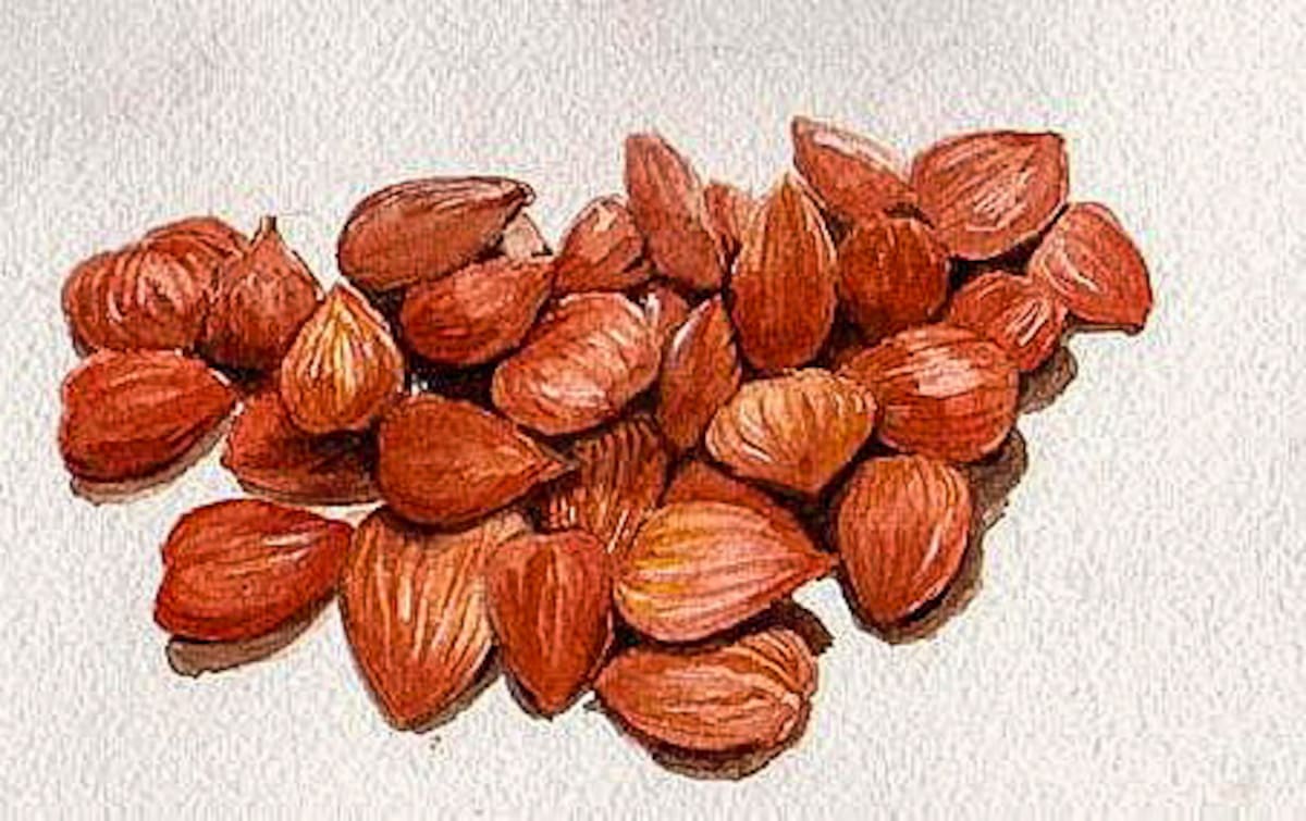 "Apricot Seeds" by Elizabeth Stathis   Image: Watercolor still life of apricot seeds to depict the contents of complimentary Hotel Toiletry items for a company that supplied hotels with these articles.
