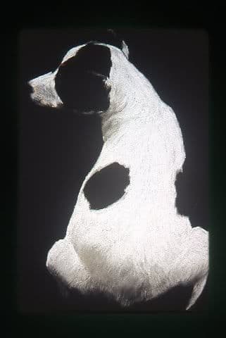 Daphne by Elizabeth Stathis   Image: Daphne the Rat Terrier as a puppy