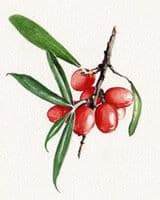 Firethorn by Elizabeth Stathis   Image: Watercolor rendering of a firethorn branch to be part of the illustrations of ingredients used in a hospitality supply company.