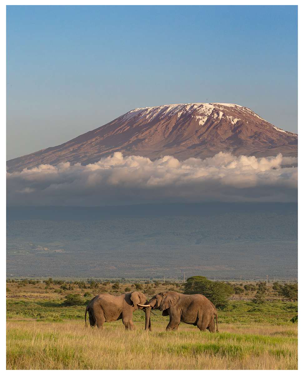 Duel at Dusk by Abdulhussain Ezzi  Image: Amboseli National Park, Kenya