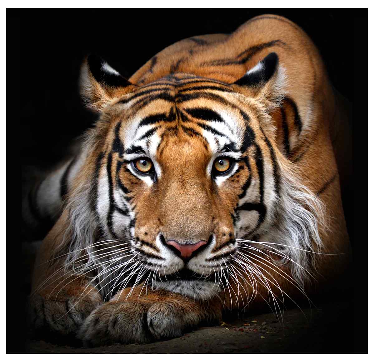 His Majesty by Abdul Kader Kagalwala  Image: Dhudwa National Park, UP, India