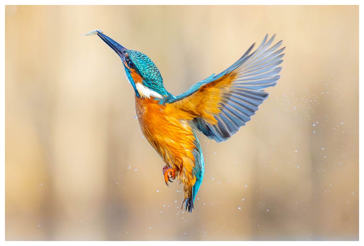 Wings of Precision by Aliasghar Gulamali  Image: Lincolnshire, United Kingdom 