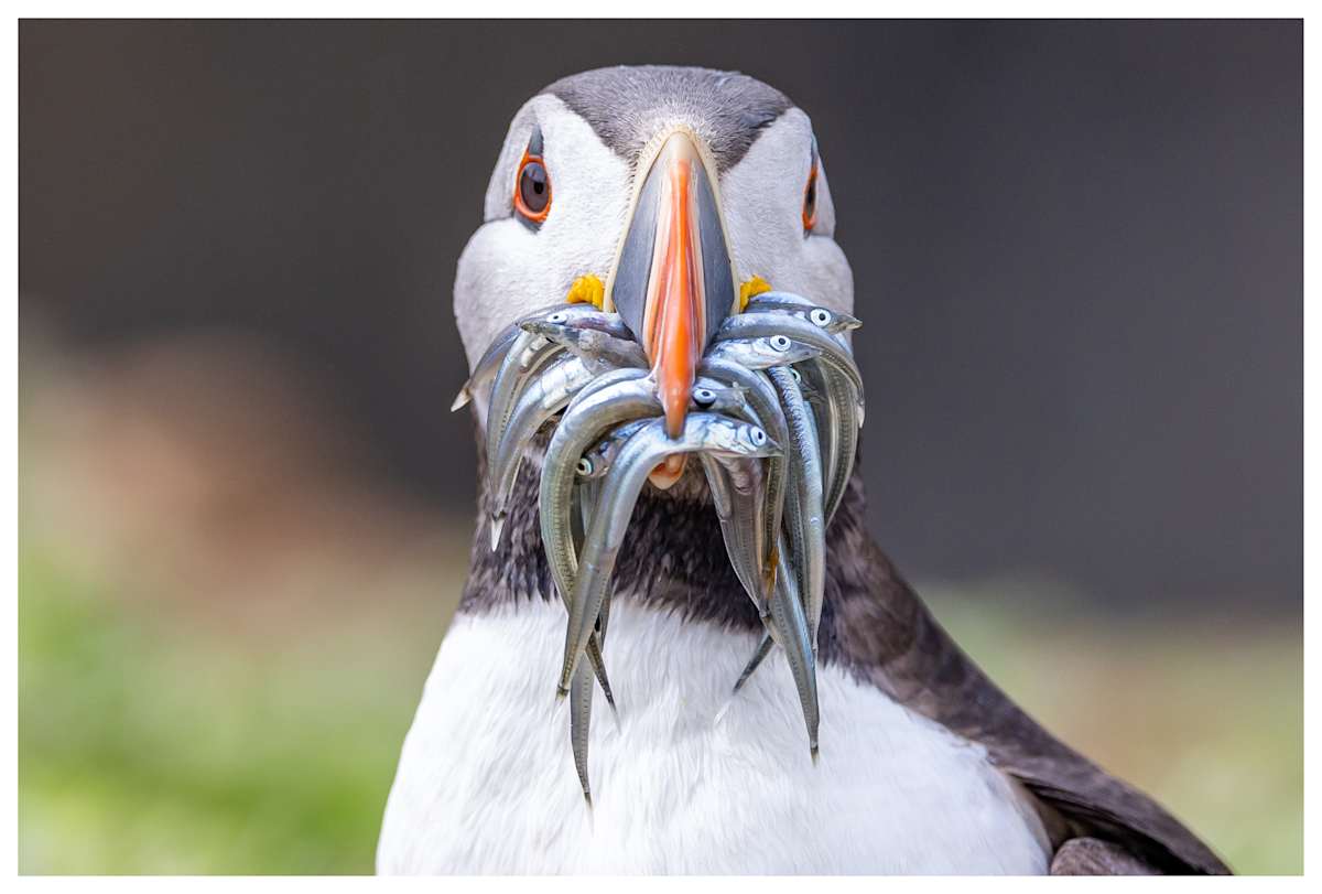 Something Smells Fishy by Aliasghar Gulamali  Image: Skomer Island, United Kingdom 