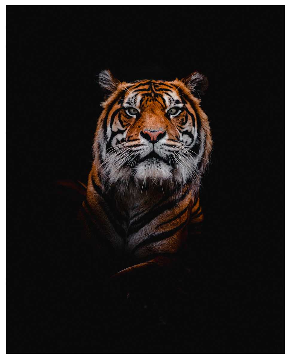 Silent Majesty by Aliasgar Sulemanji  Image: Bali Zoo, Bali, Indonesia