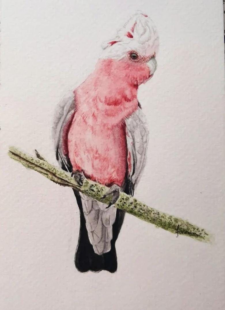 Galah by Fatema Currim, Image 1.