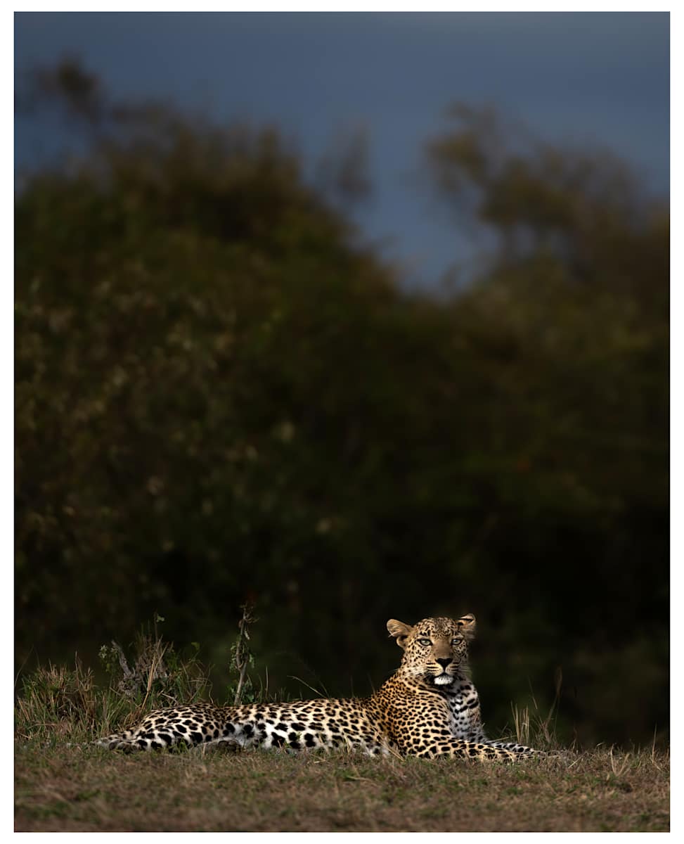 Lone Leopard by Huzeifa Mohammedali Zakir  Image: Masai Mara Game Reserve