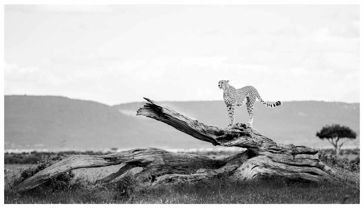 Spotted Beauty by Huzeifa Mohammedali Zakir  Image: Masai Mara Game Reserve