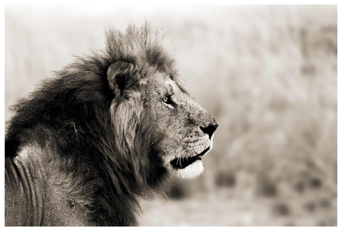 Fierce Gaze by Huzeifa Mohammedali Zakir  Image: Masai Mara Game Reserve