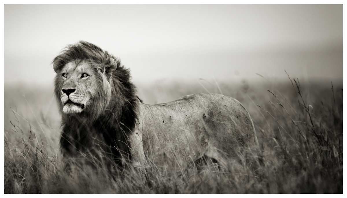 His Majesty by Huzeifa Mohammedali Zakir 