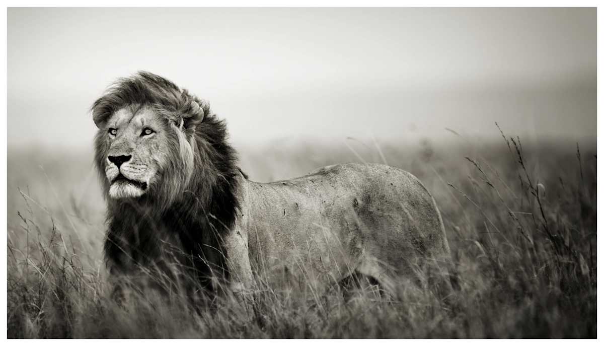 His Majesty by Huzeifa Zakir, Image 7.